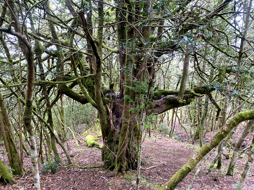 Bosque de Tejedelo - Visual