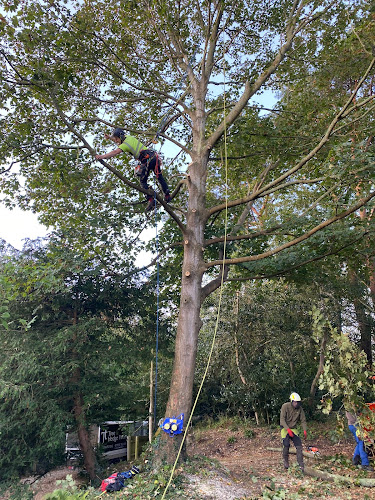 JT Tree and Hedge Work