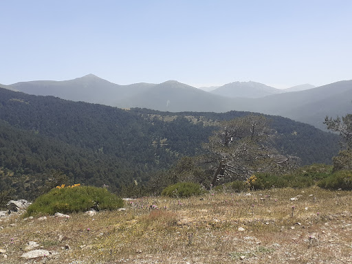 Alto del casetón