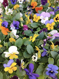 Photo n°31 de Les Fleurs du Boutonnet à Montpellier (Fleuriste)