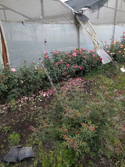 Photos of Vivero El Zamorano