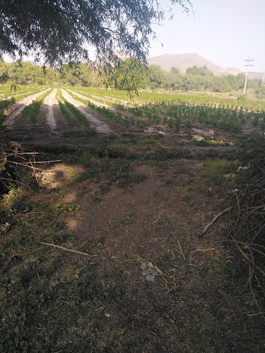 Bondhi - Visual
