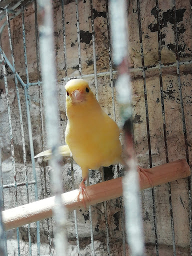 Aviario los canarios - Thumbnail