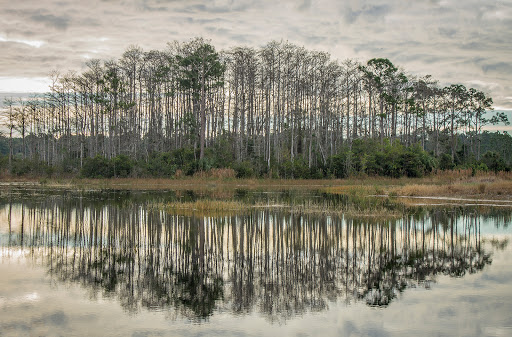 Cypress Creek Natural Area - Thumbnail