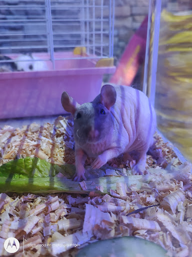 Acuario y alimentos "El Patrón" - Thumbnail