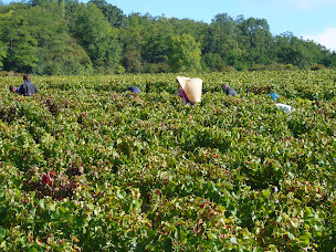 Photo n°4 de Domaine CHANGARNIER Sylvain à Nolay (Cave à vins)