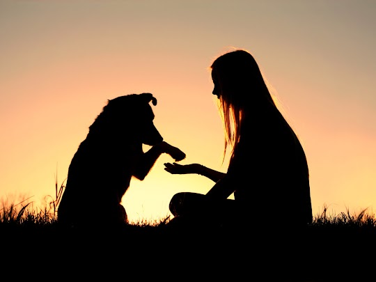 Behavioral therapy for dogs near me which we offer as vets in Bloomington Indiana