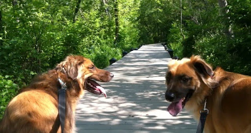 Fun Dog Fitness