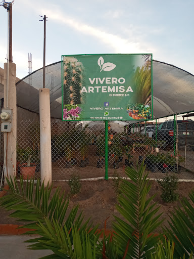 Vivero Artemisa - Thumbnail