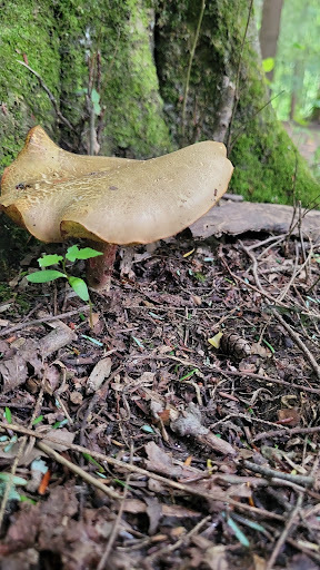 Pisgah Forest River Access - Thumbnail