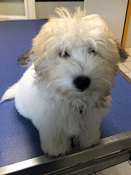 Photo n°33 de Clinique Vétérinaire Saint Pierre à Saint-Pierre-d'Irube (Vétérinaire)