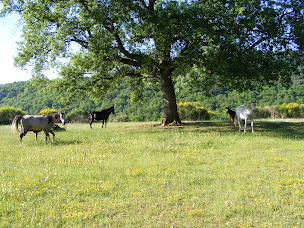 Photo n°11 de Lavaldieu – Chambres d'hôtes à Rennes-le-Château (Chambre d'hôtes)