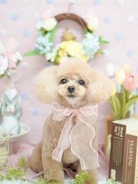 魔法にかかるドッグサロン🪄︎︎ R'amour★magic.