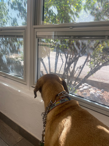Corrales Veterinary Clinic - Thumbnail