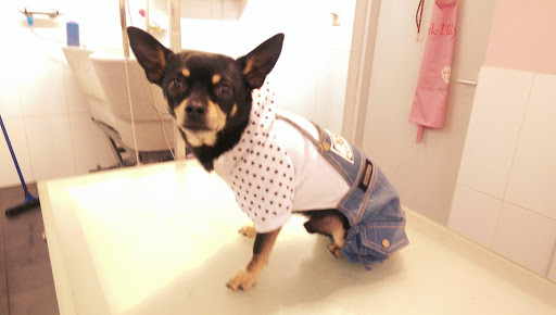 Louise's Doggycare & Trimsalon - Thumbnail