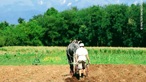 Zagara soc. Agricola - Colugna - Thumbnail