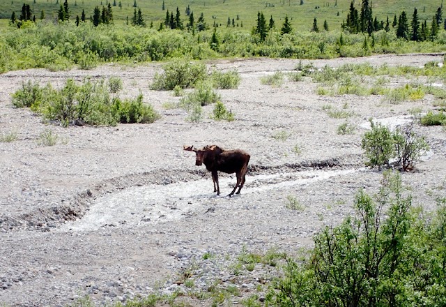 Denali National Park and Preserve