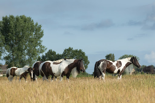 Stal de Koekamp - Thumbnail