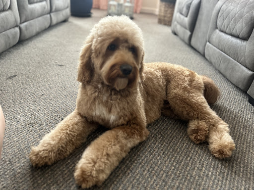 Just Perfect Grooming Salon LLC - Thumbnail