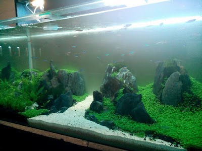 Photos of A@ron Aquarium & Aquascape