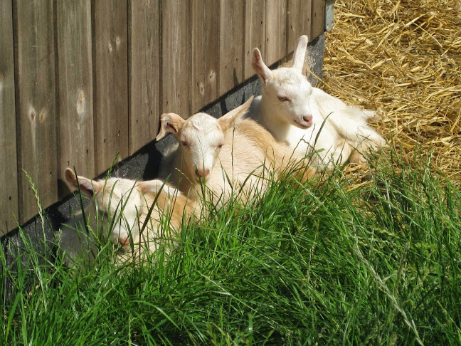 Comments and reviews of Acorn Farm