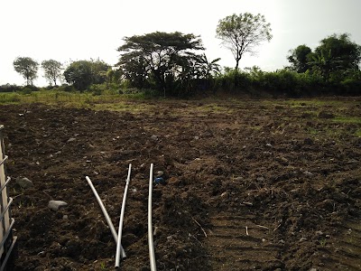 Photos of Bonsey Bunga Tiruan