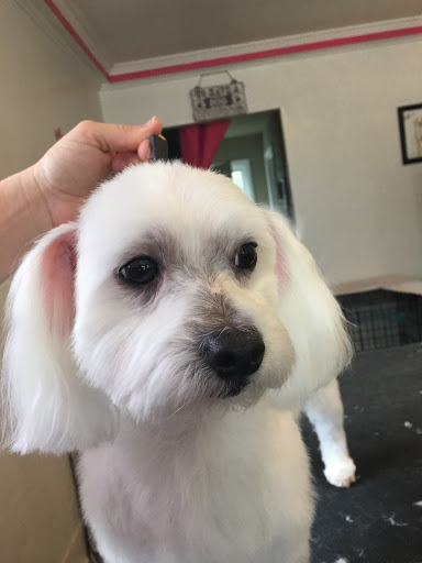 April's Grooming & Boarding - Thumbnail