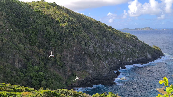 Little Tobago by null