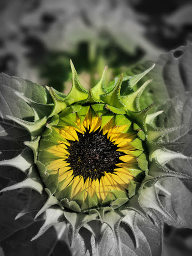 Fieldsview Farm - Visual