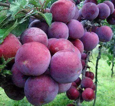 Photos of আমতলা