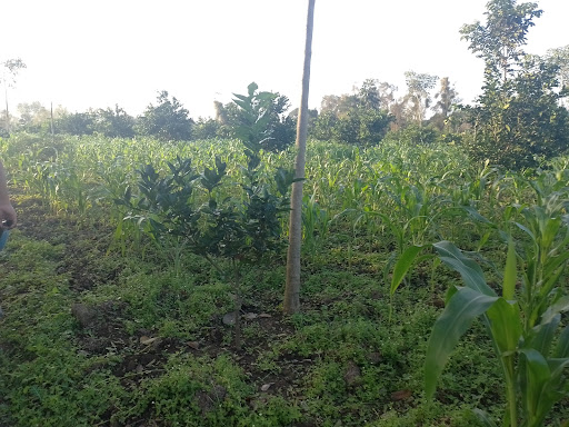 cuayahual - Thumbnail