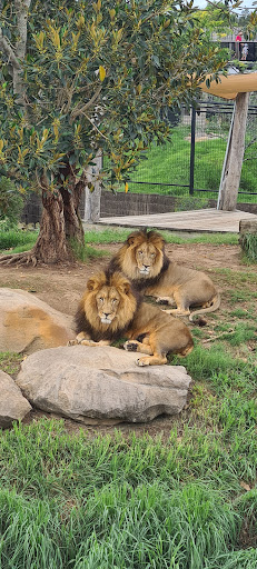 Sydney Zoo Foundation - Thumbnail