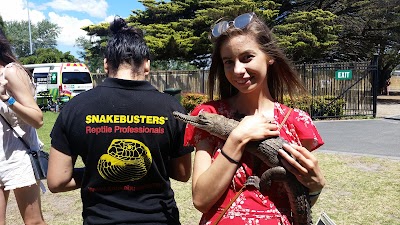 Photos of Reptile Party Melbourne