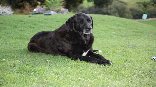 Rainbow Bay Pet Cremation Services