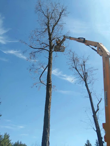 Patton Tree Service work photo 1