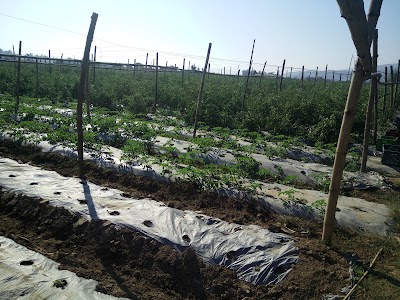 Photos of Thaman Agriculture Farm