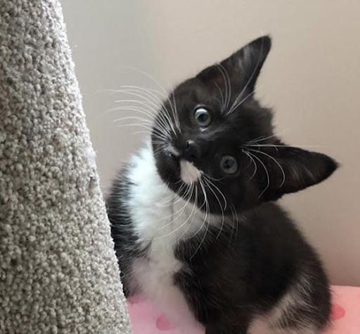 Tuxedo Animal Hospital Gallery - Canada