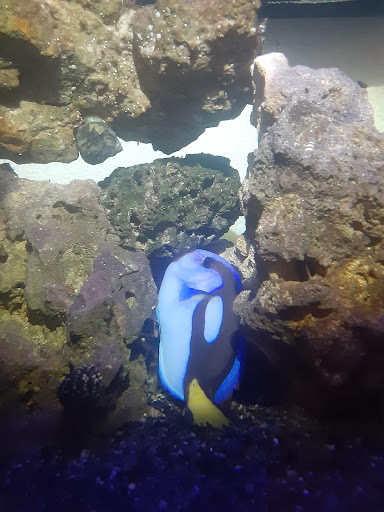 Eco Reef Corals - Thumbnail