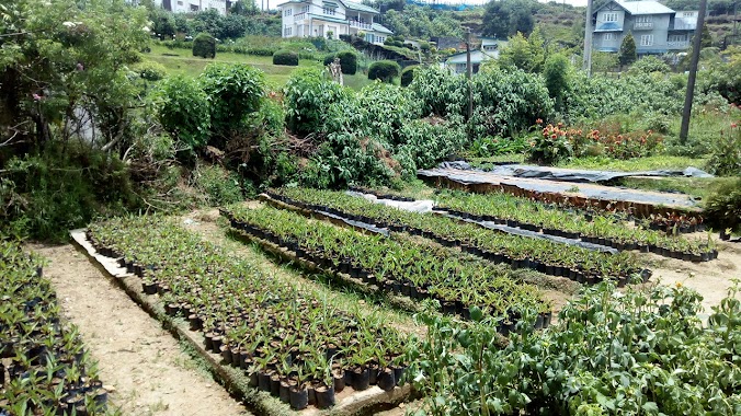 Samanala Flower Nursery, Author: Seneeth Peramuna