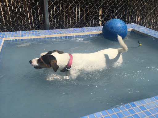 Hotel para perros AbcCanino - Centro Canino
