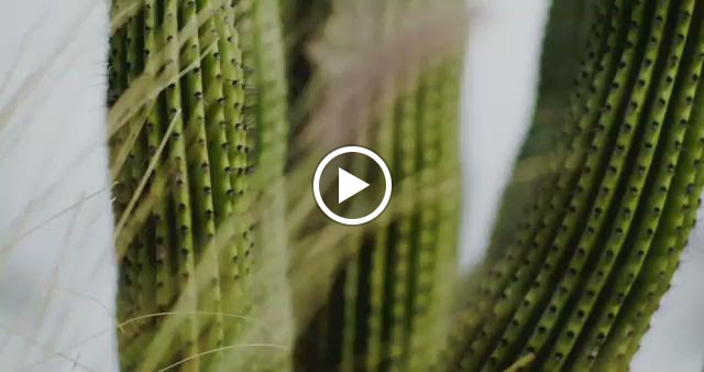 Four Seasons Resort Los Cabos at Costa Palmas - 3