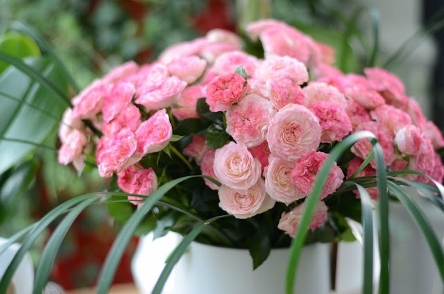 Rouge Pivoine Caen