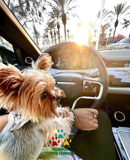MORINGA YORKIE TERRIERS * TOP QUALITY TEACUP & TOY YORKIE PUPPIES CALIFORNIA - Thumbnail