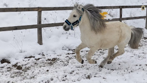 Photo n°4 de Les Crins de Romant à Saint-Paul-lès-Monestier (Centre équestre)