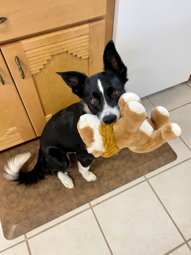 Comanche County Veterinary - Visual