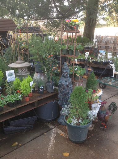 Star Gardens - Thumbnail
