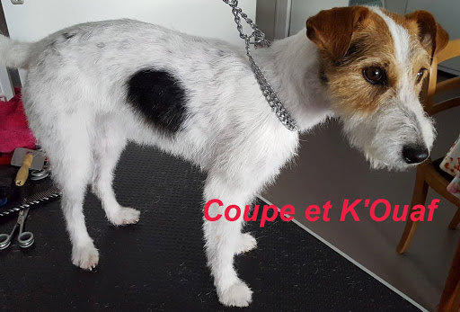 Coupe et K'Ouaf - Toilettage à domicile Nantes - Thumbnail