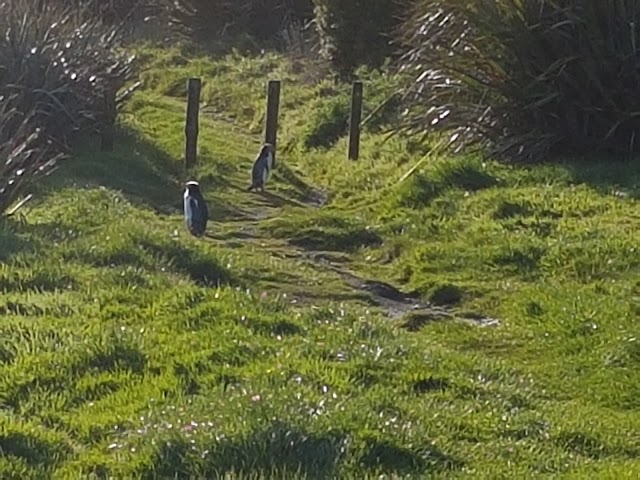 Curio Bay Cliffs