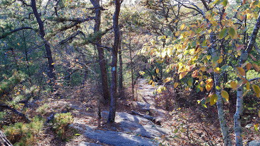 Pachaug State Forest Gallery - United States