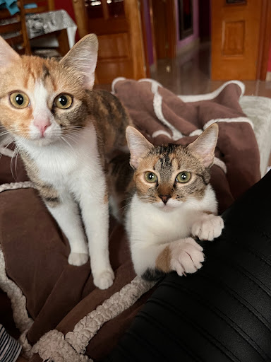 Centro veterinario Sierra Oeste - Thumbnail